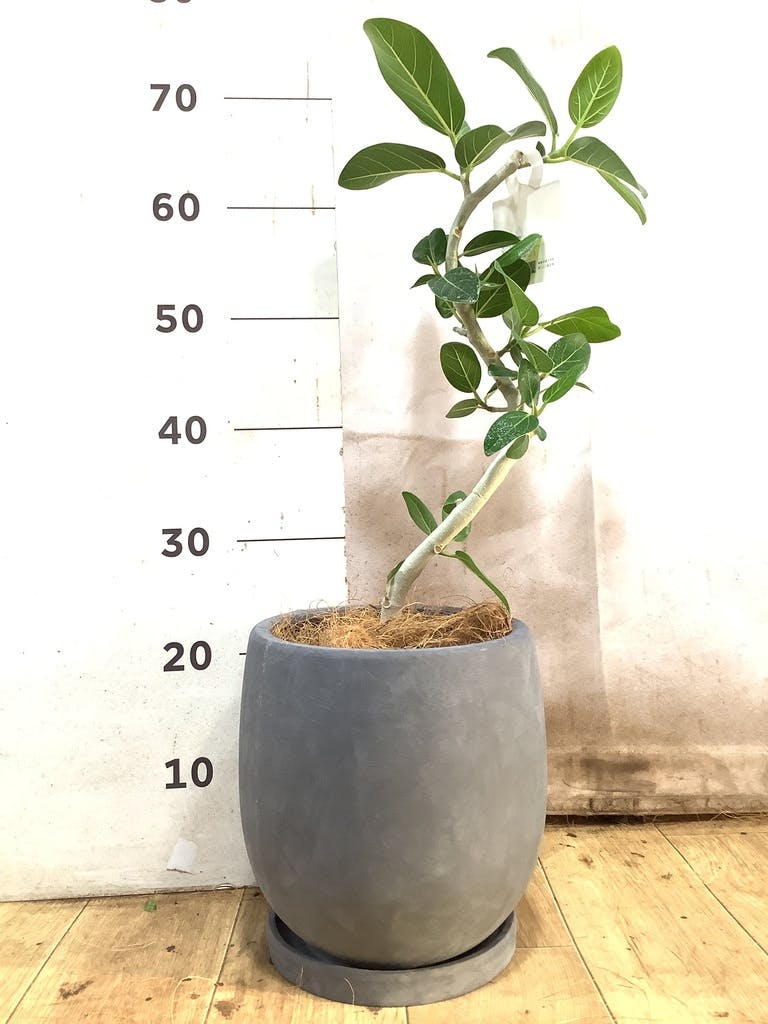 フィカス ベンガレンシス 5号 | 観葉植物通販 HitoHana（ひとはな）