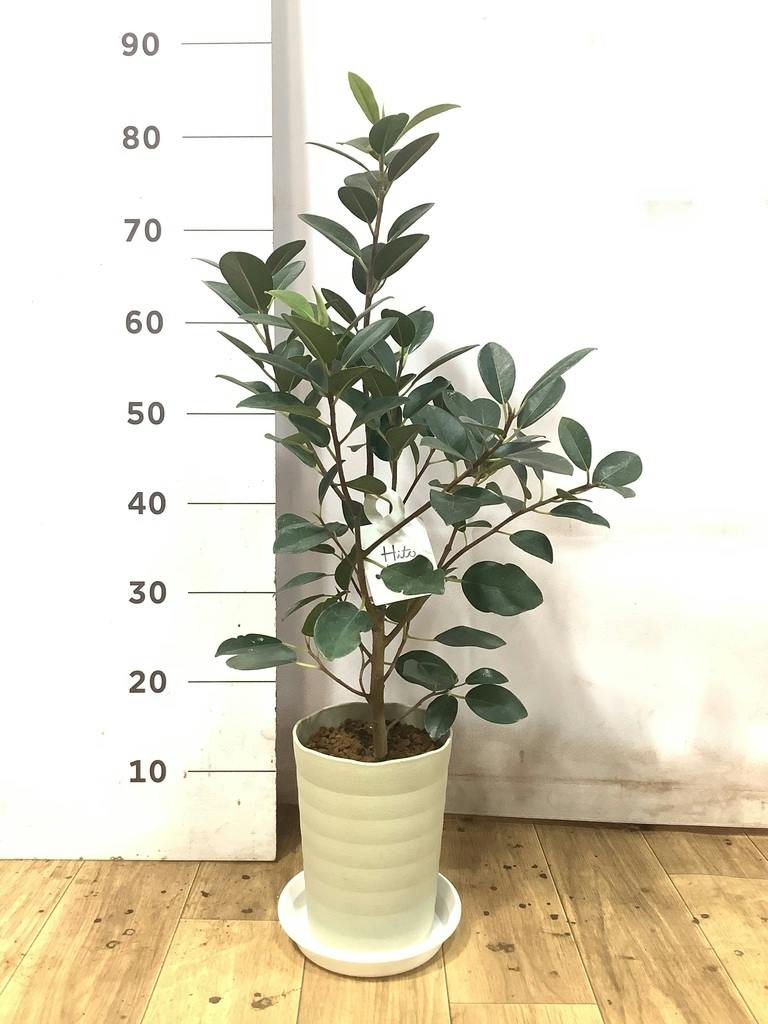 観葉植物 フランスゴムの木 6号 ノーマル プラスチック鉢 | 観葉植物