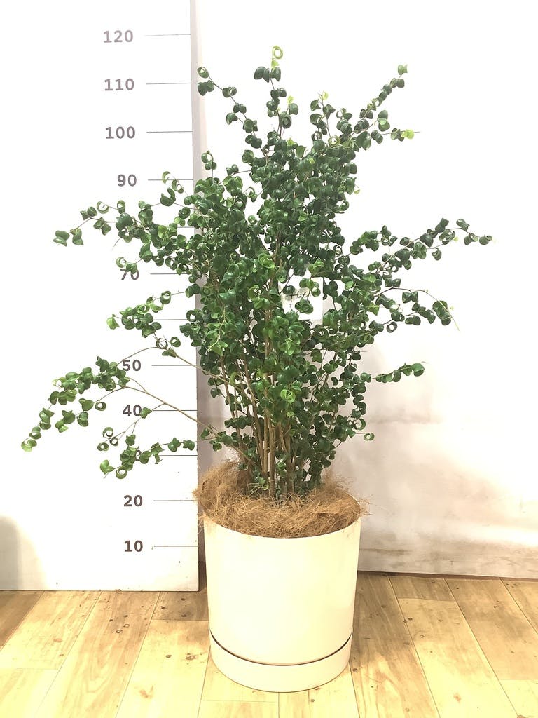 フィカス ベンジャミン バロック | 観葉植物ならHitoHana（ひとはな）