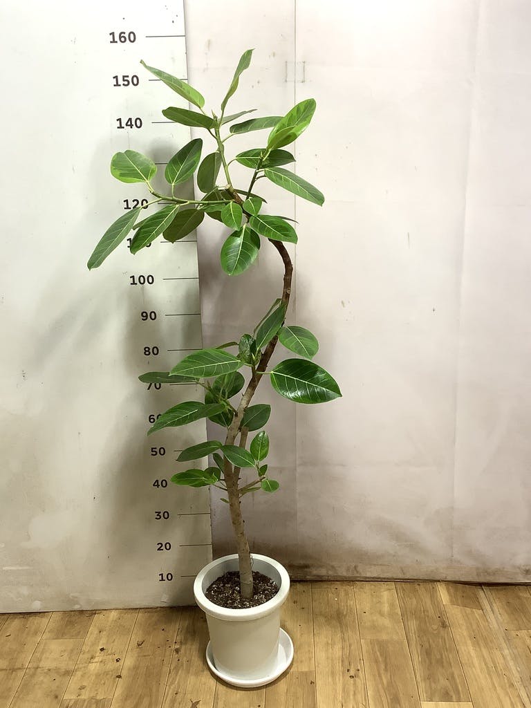 フィカス アルテシーマ 8号 | 観葉植物通販HitoHana(ひとはな)