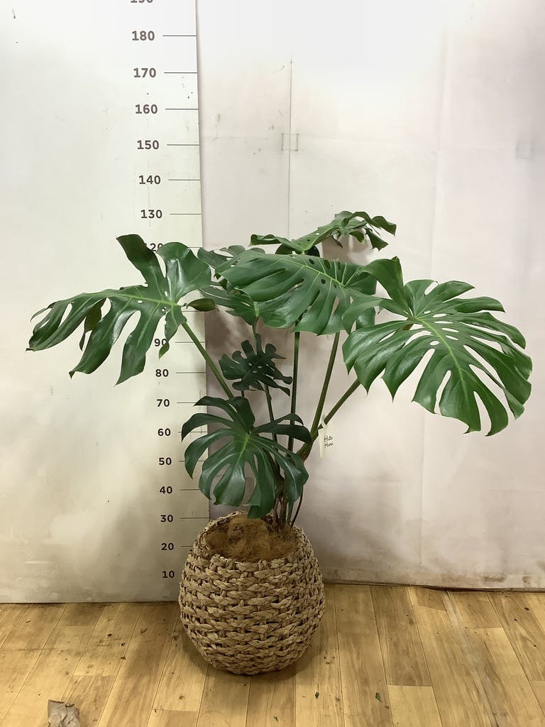 観葉植物 モンステラ 8号 根あがり セドナロング グレイ 付き | 観葉