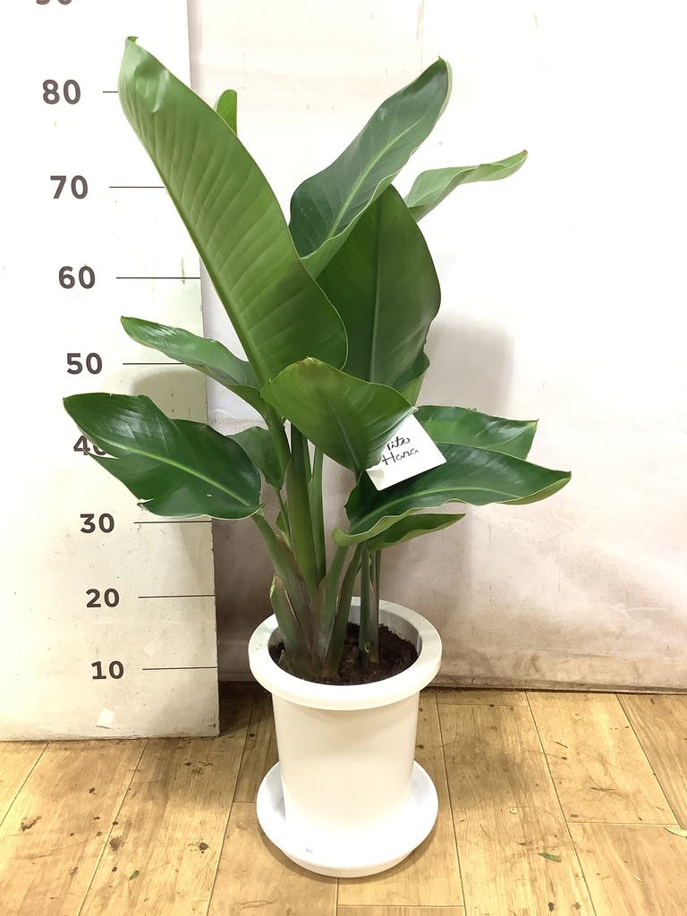 オーガスタ 7号 | 観葉植物の通販ならHitoHana