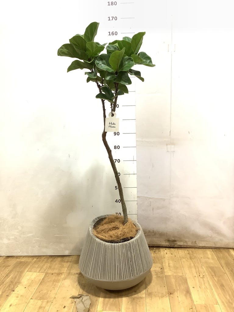 観葉植物 カシワバゴムの木 バンビーノ 8号 曲がり ジュピター 白 付き