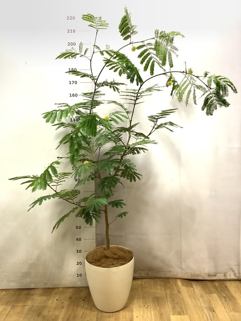 エバーフレッシュ 10号 | 観葉植物の通販ならHitoHana（ひとはな）