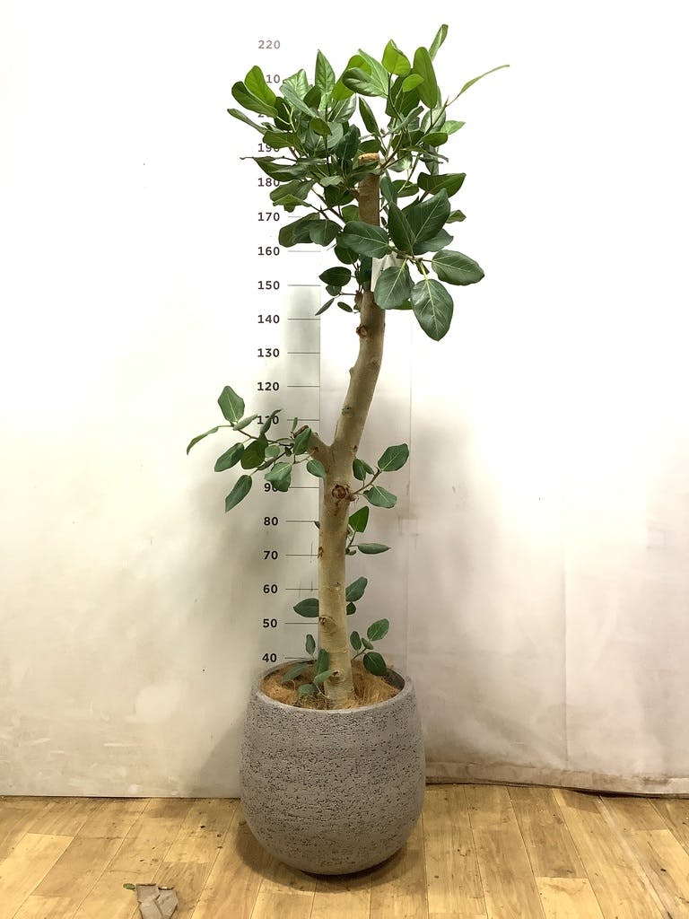 観葉植物 フィカス ベンガレンシス 10号 ストレート ウッドプランター