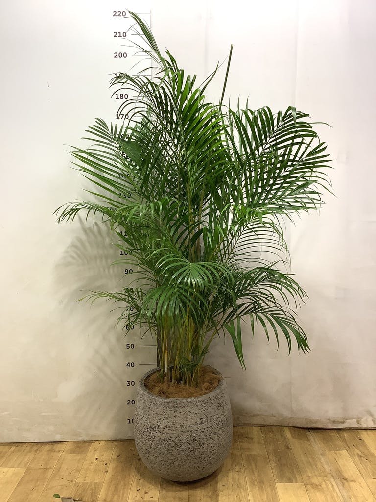 アレカヤシ 10号 | 観葉植物 | インテリアやギフトに - Hitohana（ひと
