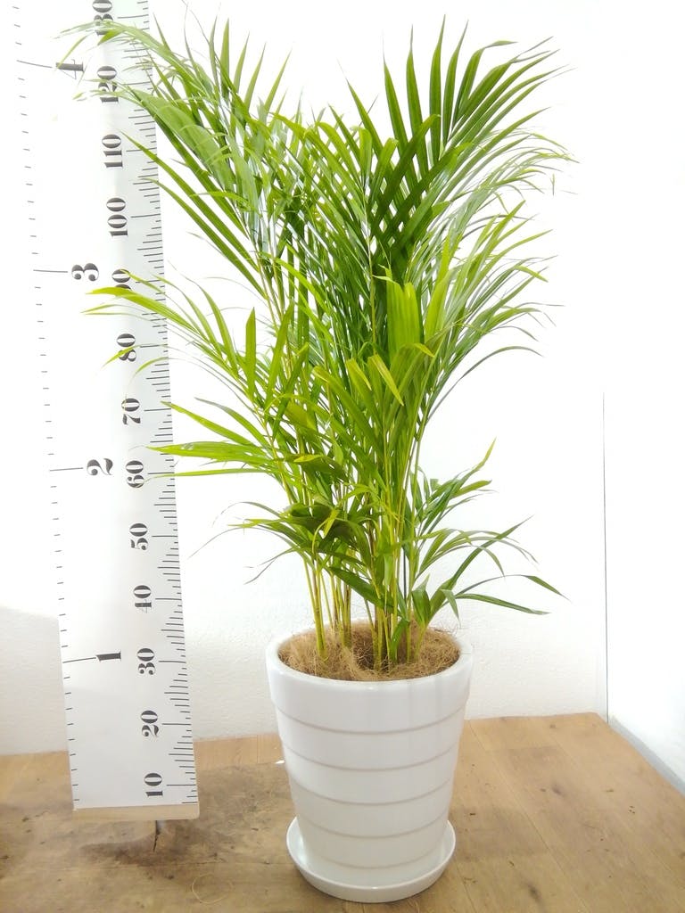 観葉植物 アレカヤシ 8号 セドナロング 墨 付き | 観葉植物なら