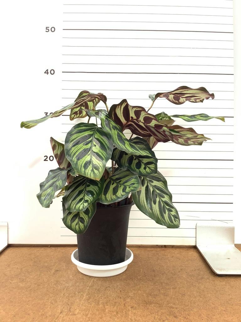 カラテア マコヤナ | 観葉植物の通販ならHitoHana（ひとはな）