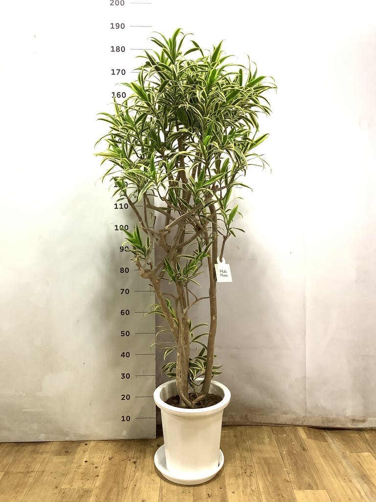 ドラセナ ソング オブ インディア | 観葉植物通販HitoHana(ひとはな)