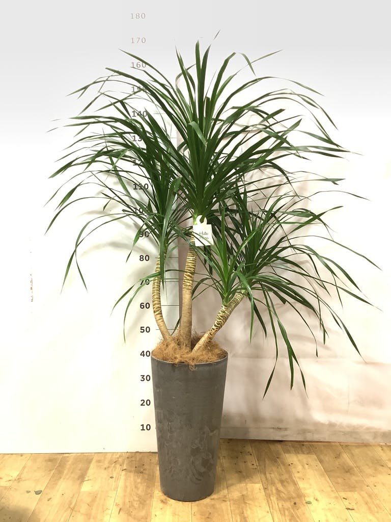 観葉植物 ドラセナ カンボジアーナ 8号 インティ シリンダー 付き