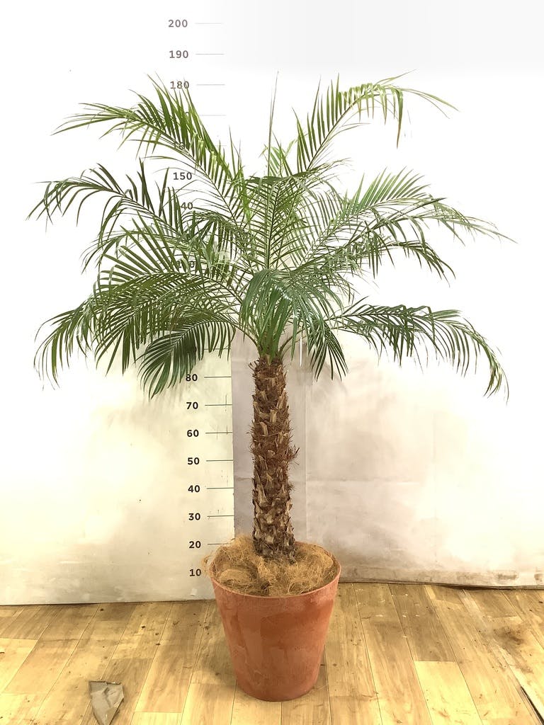 フェニックスロベレニー 8号 | 観葉植物 | インテリアやギフトに
