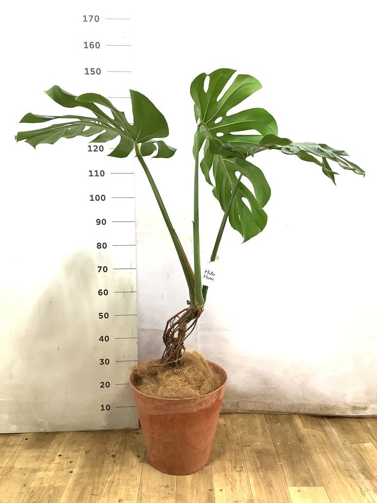 観葉植物 モンステラ 8号 根あがり コーテス ヘックス 灰 付き | 観葉