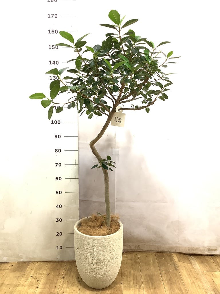観葉植物 フランスゴムの木 【120cm】 8号 ユキ #72135 | 観葉植物なら