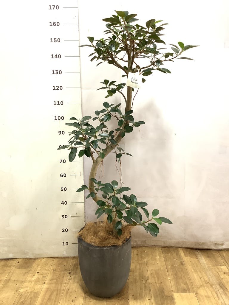 フランスゴムの木 8号 | 観葉植物 | 送料無料でお届け - Hitohana