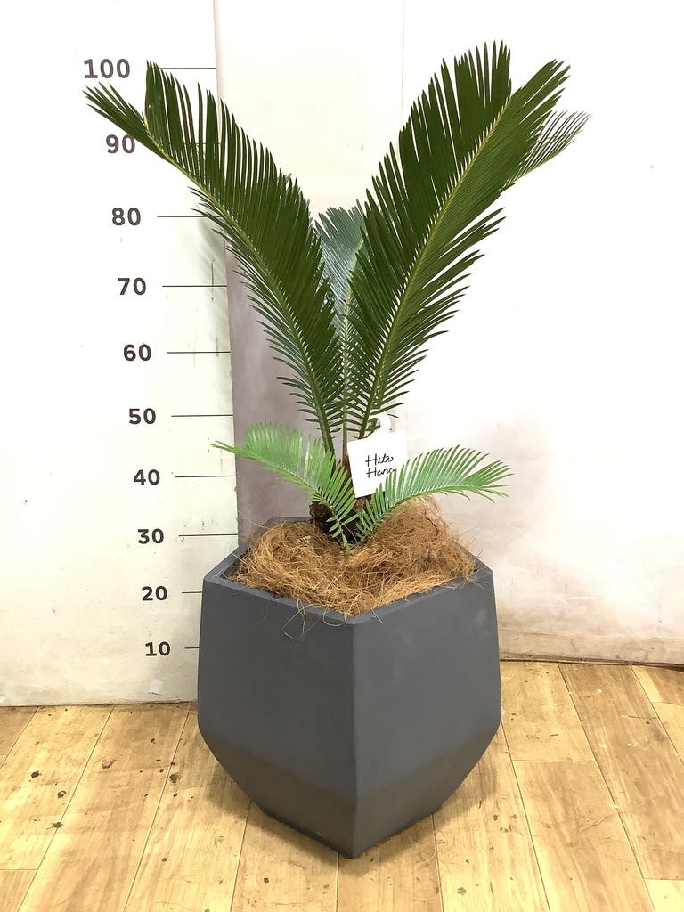 ソテツ 3号 | 観葉植物通販HitoHana(ひとはな)