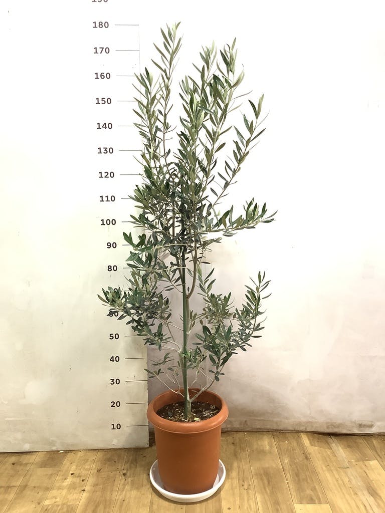 観葉植物 オリーブ 10号 チプレッシーノ プラスチック鉢 | 観葉植物