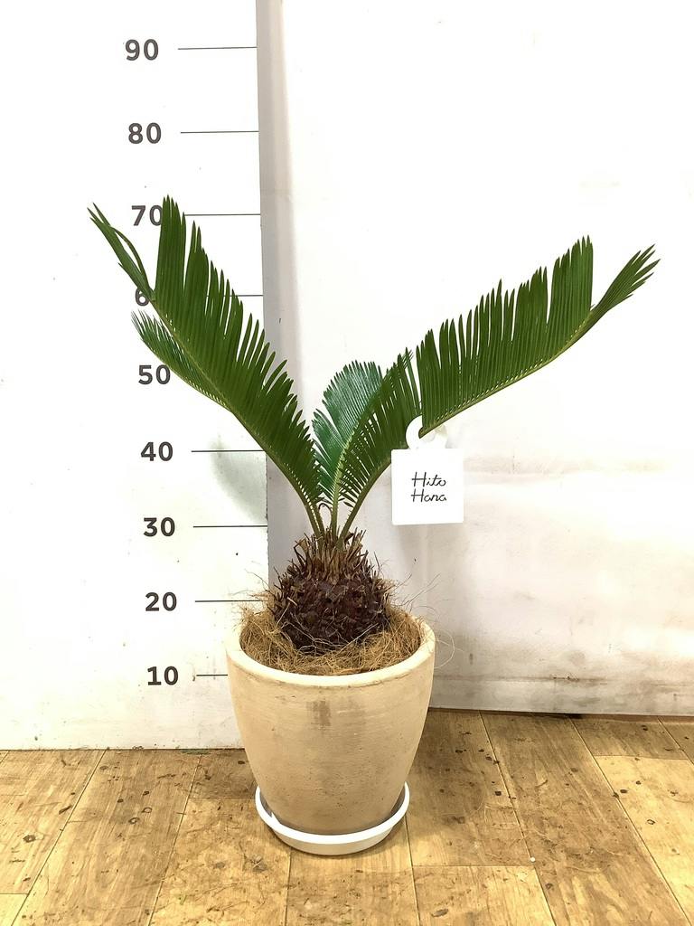 ソテツ 6号 | 観葉植物 | インテリアやギフトに - Hitohana（ひとはな）
