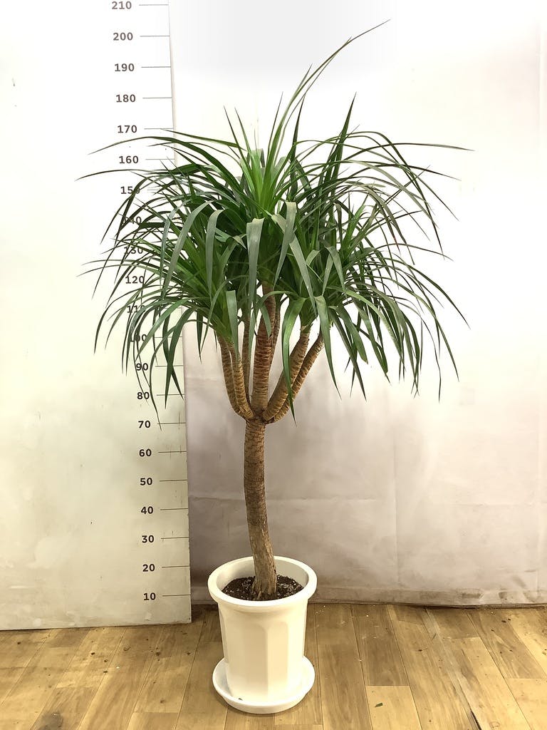 ドラセナ カンボジアーナ 10号 | 観葉植物通販HitoHana(ひとはな)