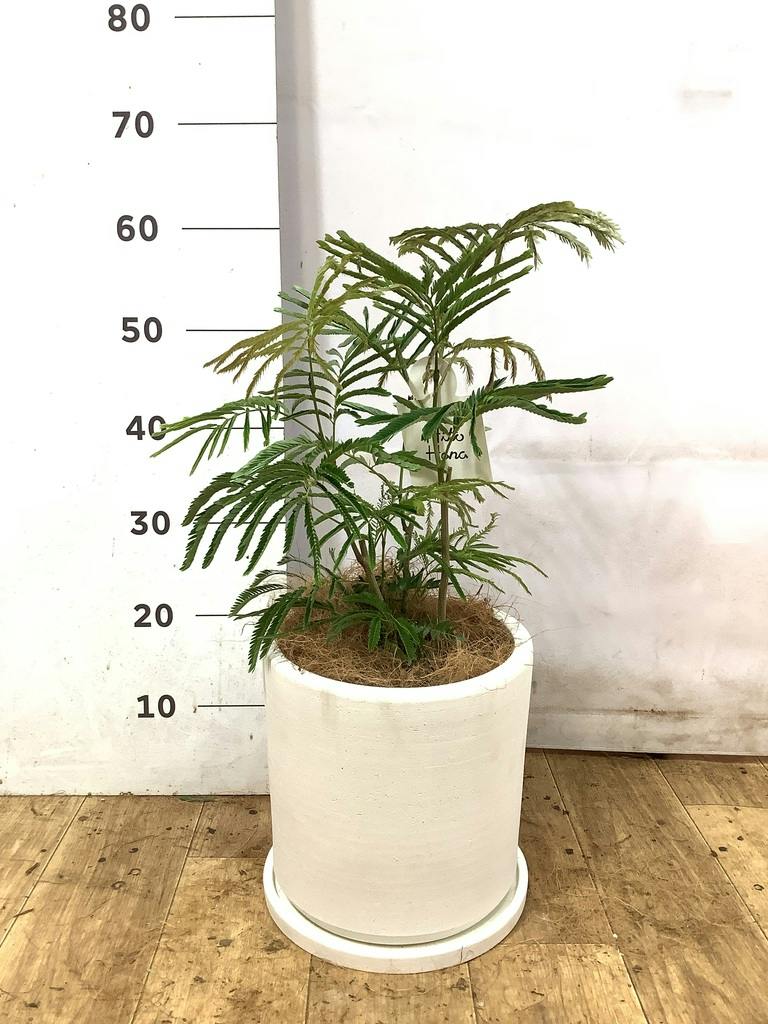 エバーフレッシュ 6号 | 観葉植物の通販ならHitoHana（ひとはな）