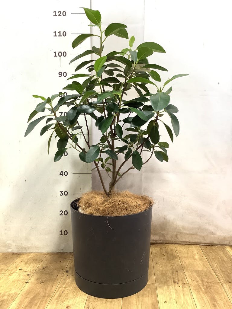 フランスゴムの木 8号 | 観葉植物 | 送料無料でお届け - Hitohana