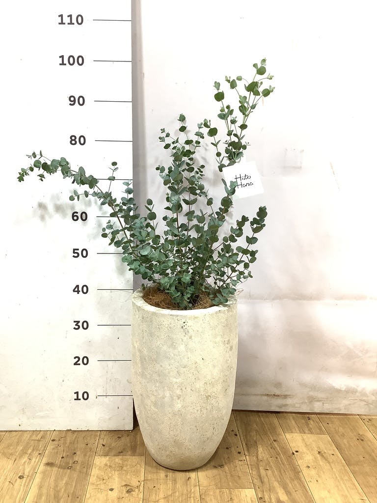 ユーカリ グニー | 観葉植物 | インテリアやギフトに - Hitohana（ひと