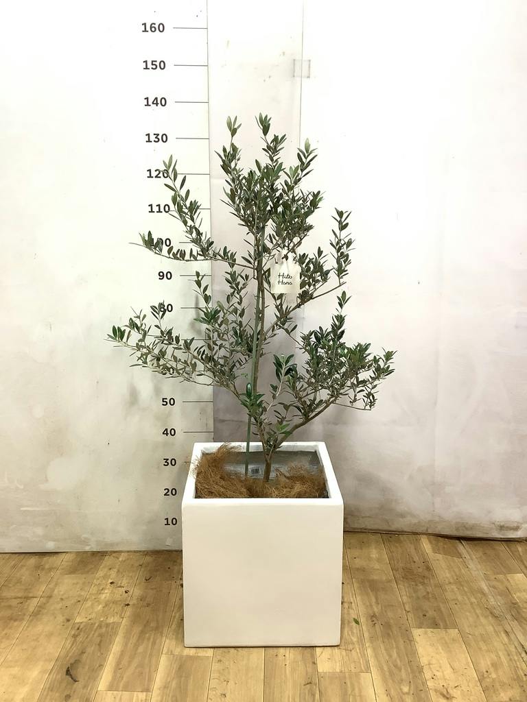 オリーブの木 マンザニロ | 観葉植物 | 送料無料でお届け - Hitohana