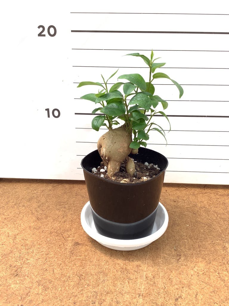 観葉植物 ガジュマル 3号 プラスチック鉢 | 観葉植物ならHitoHana(ひと