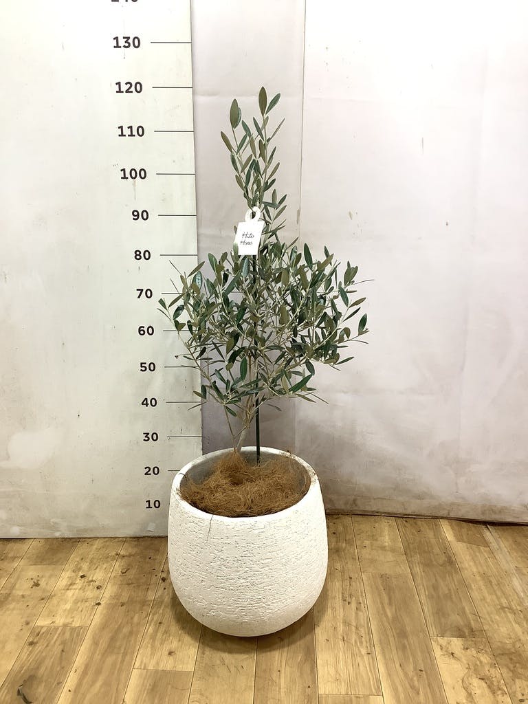 小倉園のオリーブの木 | 観葉植物ならHitoHana（ひとはな）