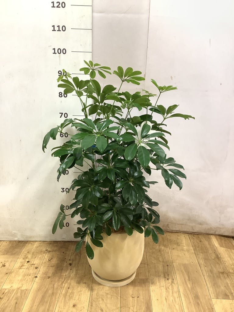 シェフレラ（カポック） 7号 | 観葉植物の通販ならHitoHana（ひとはな）