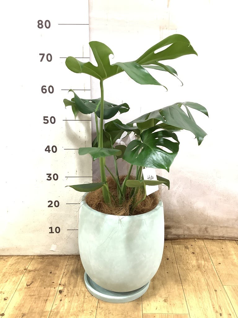 モンステラ 6号 | 観葉植物 | インテリアやギフトに - Hitohana（ひと