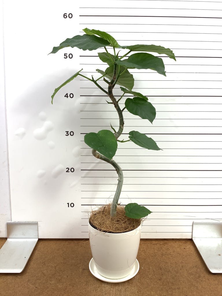 ウンベラータ 4号 | 観葉植物の通販ならHitoHana（ひとはな）