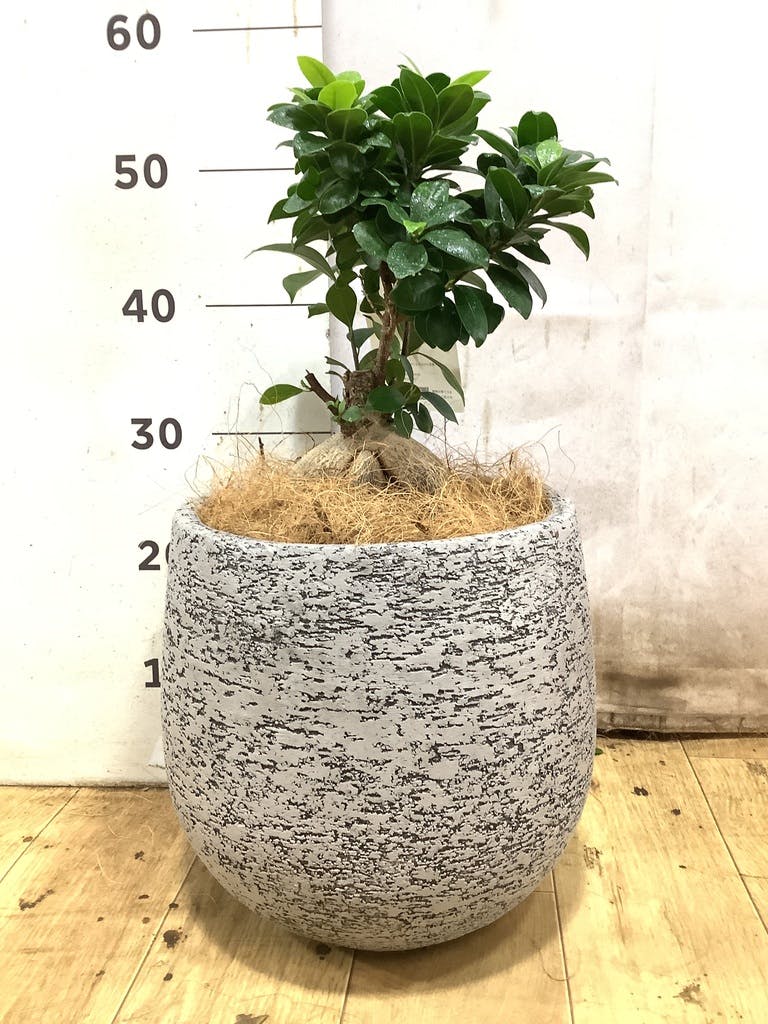 ガジュマル 6号 | 観葉植物 | インテリアやギフトに - Hitohana（ひと