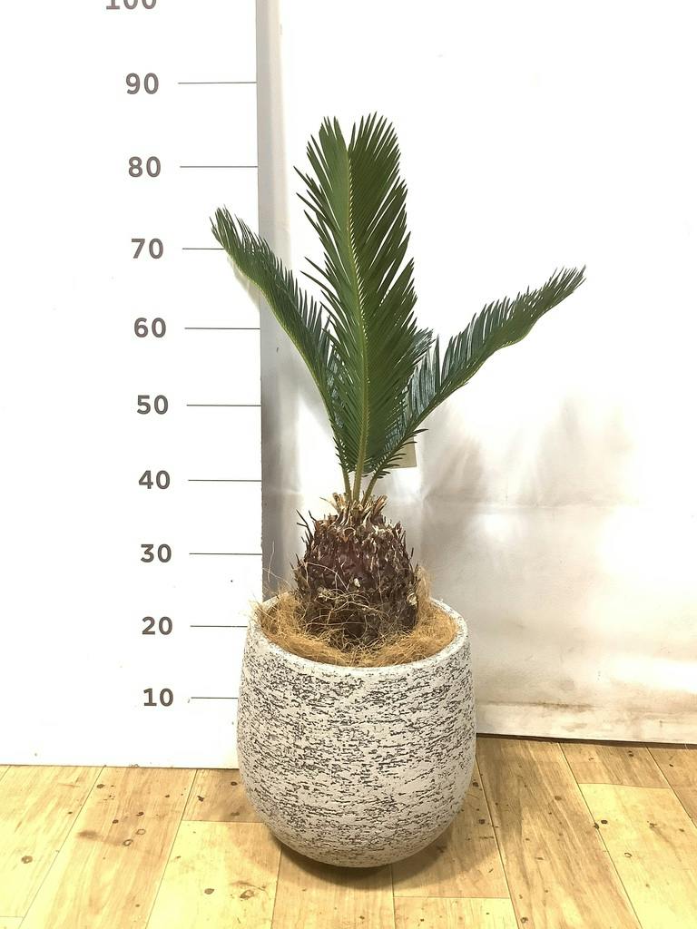 ソテツ 6号 | 観葉植物 | インテリアやギフトに - Hitohana（ひとはな）