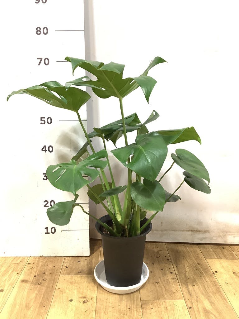 モンステラ 6号 | 観葉植物 | インテリアやギフトに - Hitohana（ひと