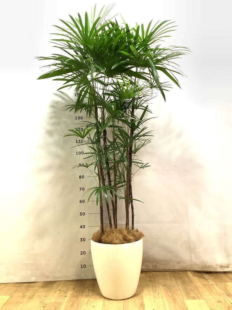 観葉植物 シュロチク（棕櫚竹） 10号 サンディ シリンダー 白 付き