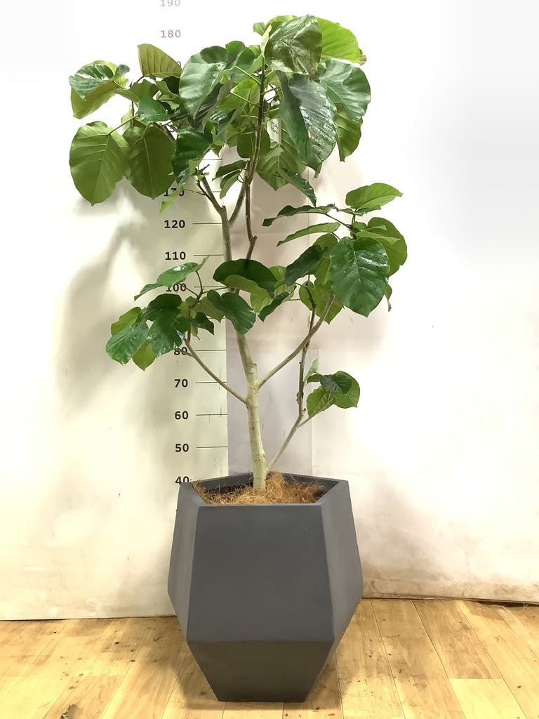 観葉植物 フィカス ウンベラータ 【200cm】 10号 #72131 ※1都3県配送