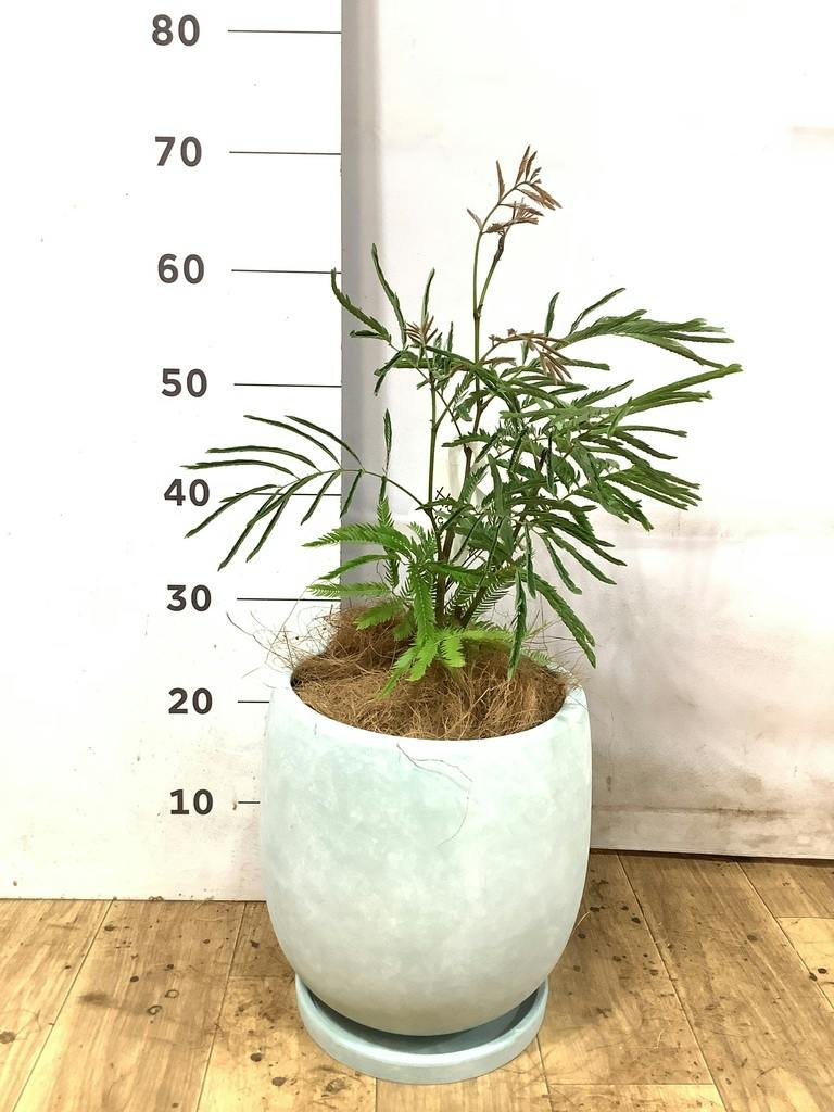 エバーフレッシュ 6号 | 観葉植物の通販ならHitoHana（ひとはな）