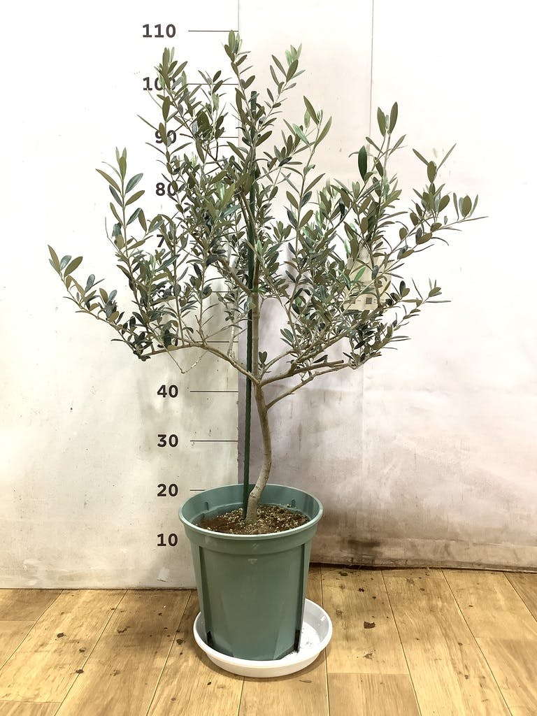 観葉植物 オリーブの木 8号 マンザニロ プラスチック鉢 / 小倉園