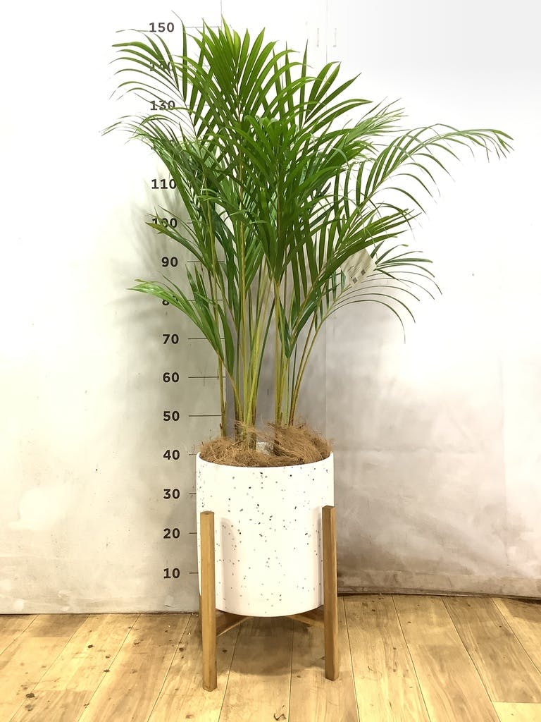 アレカヤシ 8号 | 観葉植物 | インテリアやギフトに - Hitohana（ひと
