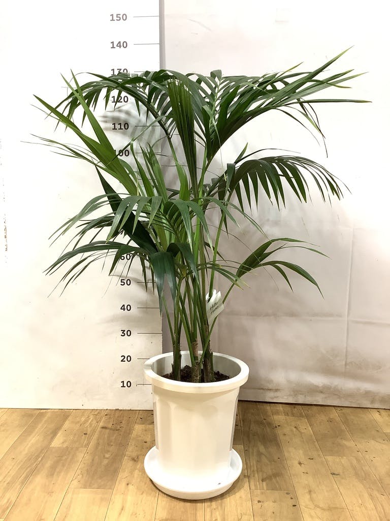 観葉植物 ケンチャヤシ 10号 プラスチック鉢 | 観葉植物ならHitoHana