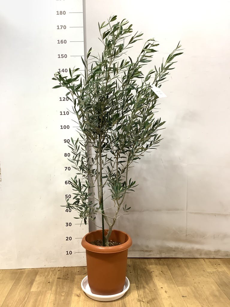 観葉植物 オリーブの木 10号 チプレッシーノ アルマ ミドル 付き