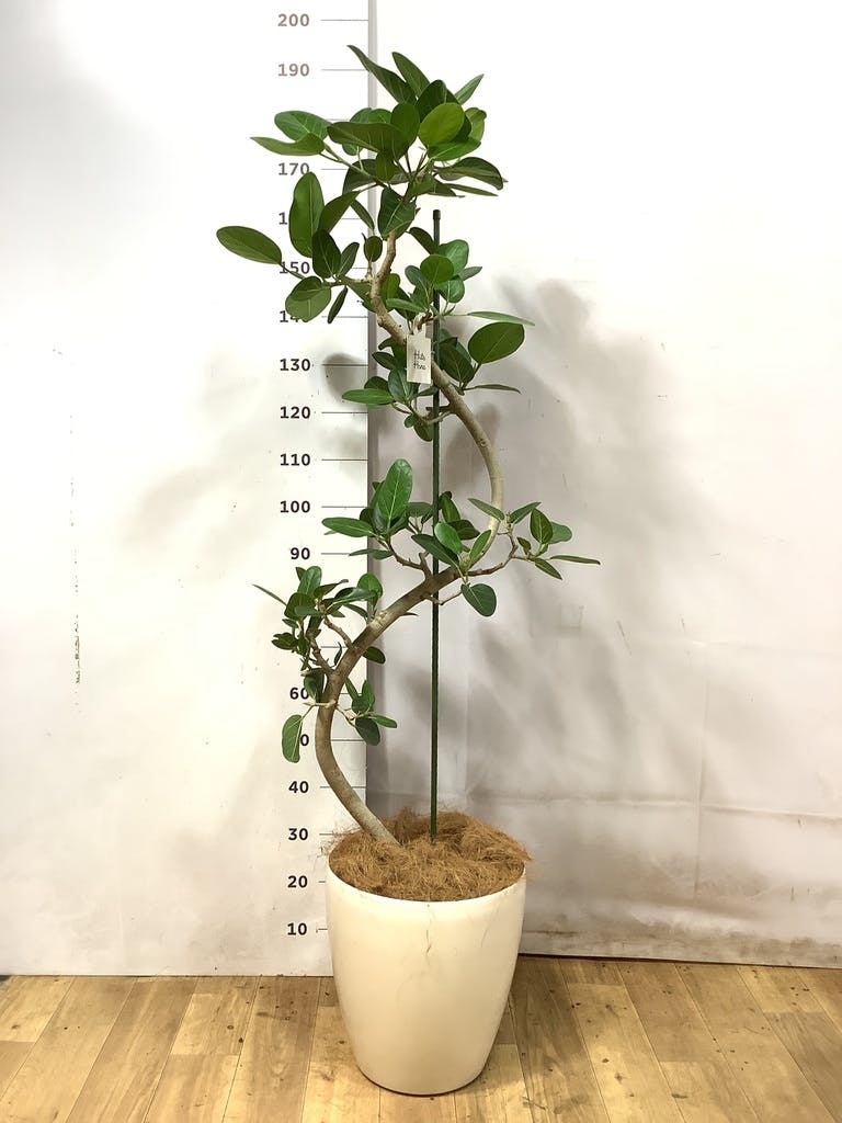 フィカス ベンガレンシス 10号 | 観葉植物通販 Hitohana（ひとはな）
