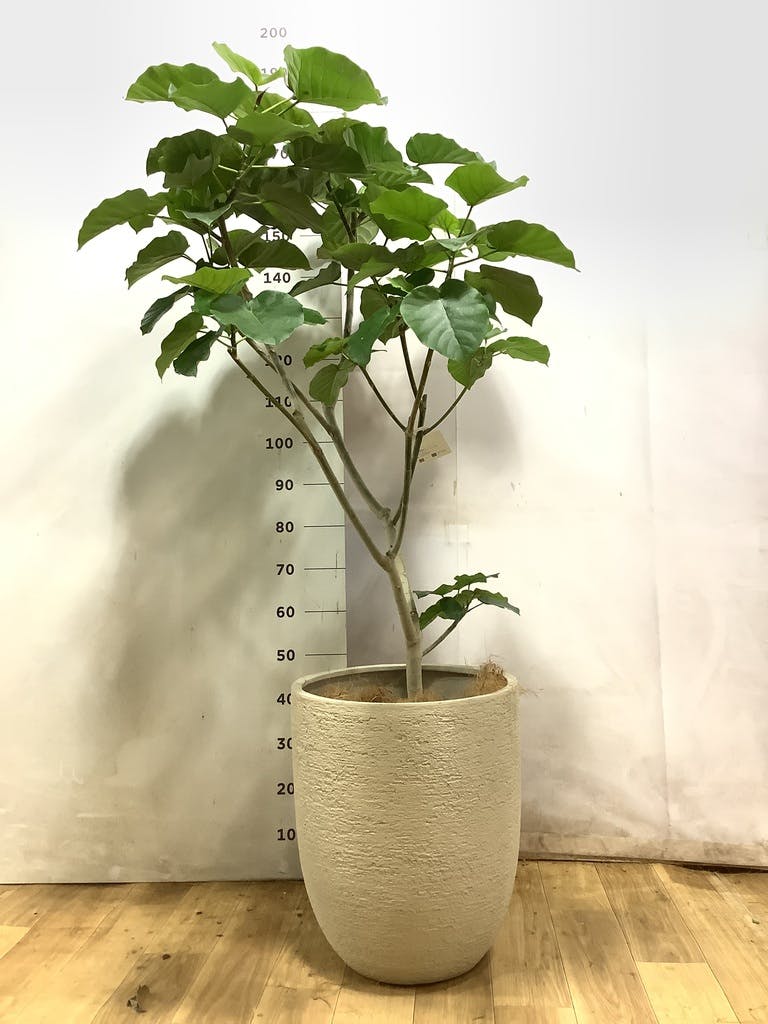 観葉植物 フィカス ウンベラータ 【200cm】 10号 #72131 ※1都3県配送
