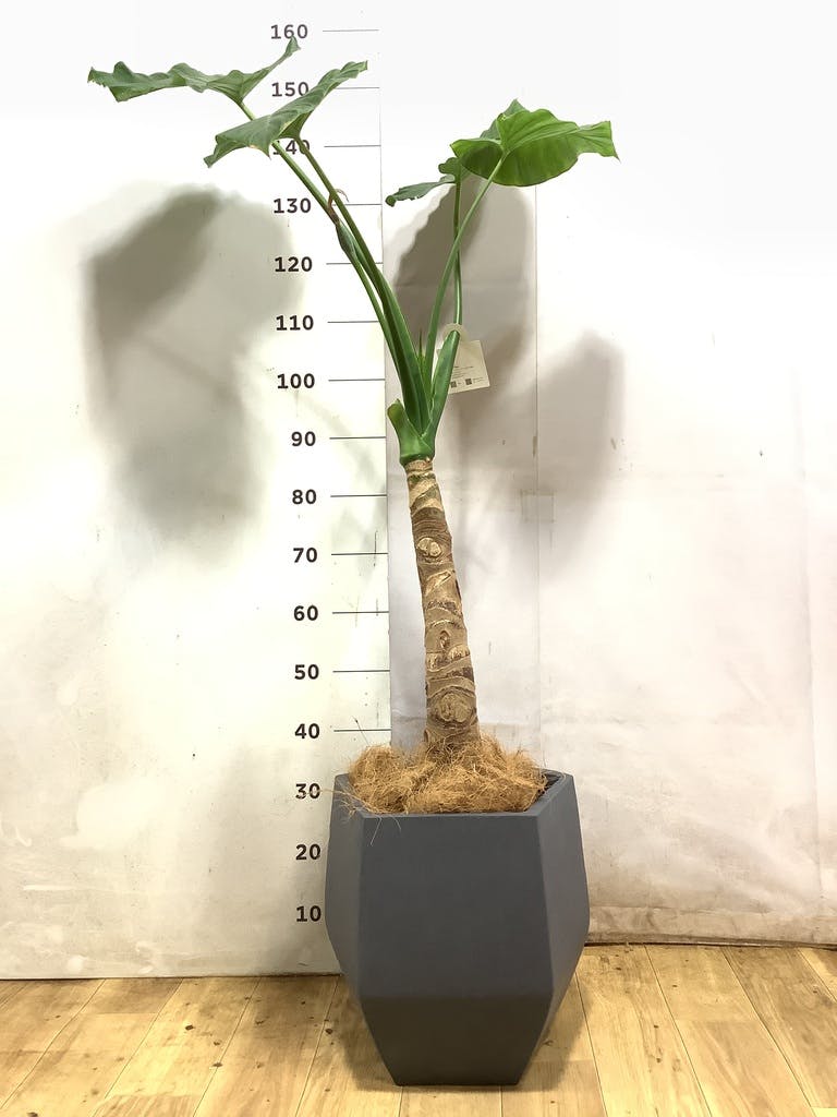 観葉植物 アロカシア 8号 オドラ（クワズイモ） ジュピター 白 付き
