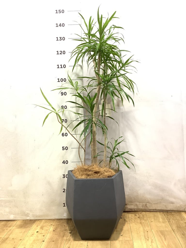 観葉植物 ドラセナ リフレクサ 8号 ポリゴヘクサ 白 付き | 観葉植物