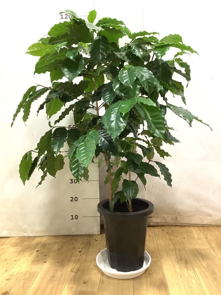 観葉植物 コーヒーの木 8号 プラスチック鉢 | 観葉植物ならHitoHana