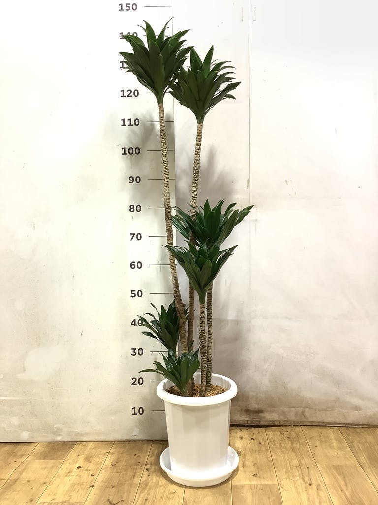 ドラセナ コンパクター | 観葉植物通販HitoHana(ひとはな)
