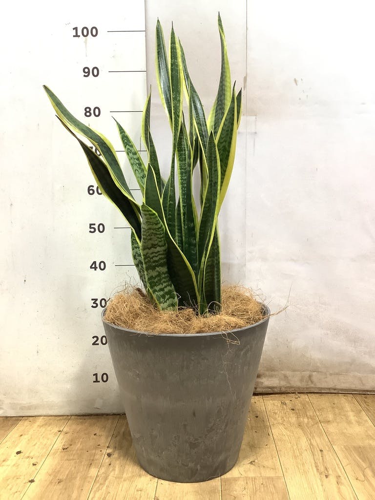 サンスベリア 8号 | 観葉植物 | インテリアやギフトに - Hitohana