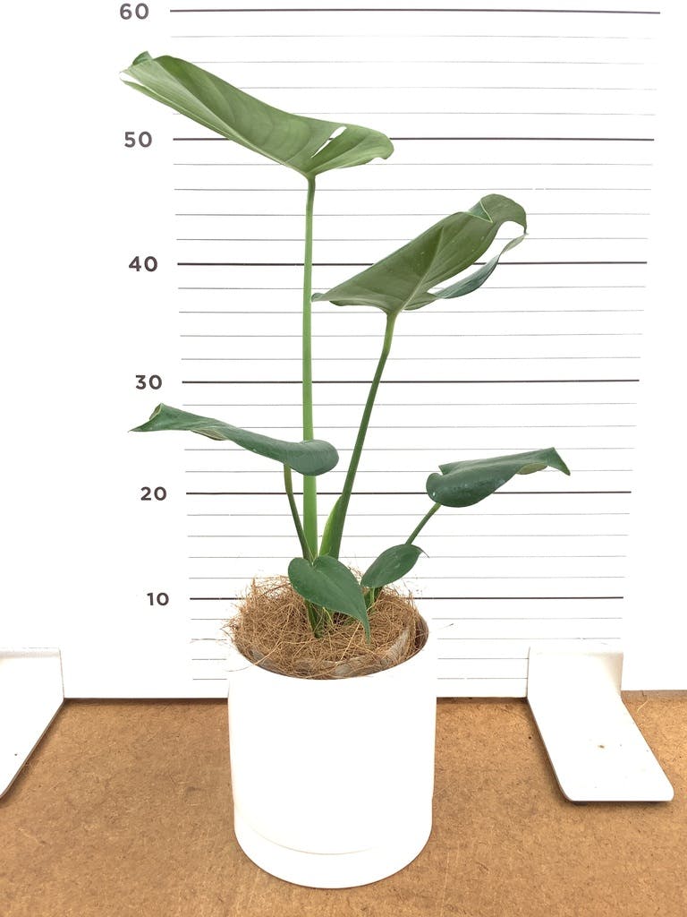 モンステラ 4号 | 観葉植物通販HitoHana(ひとはな)