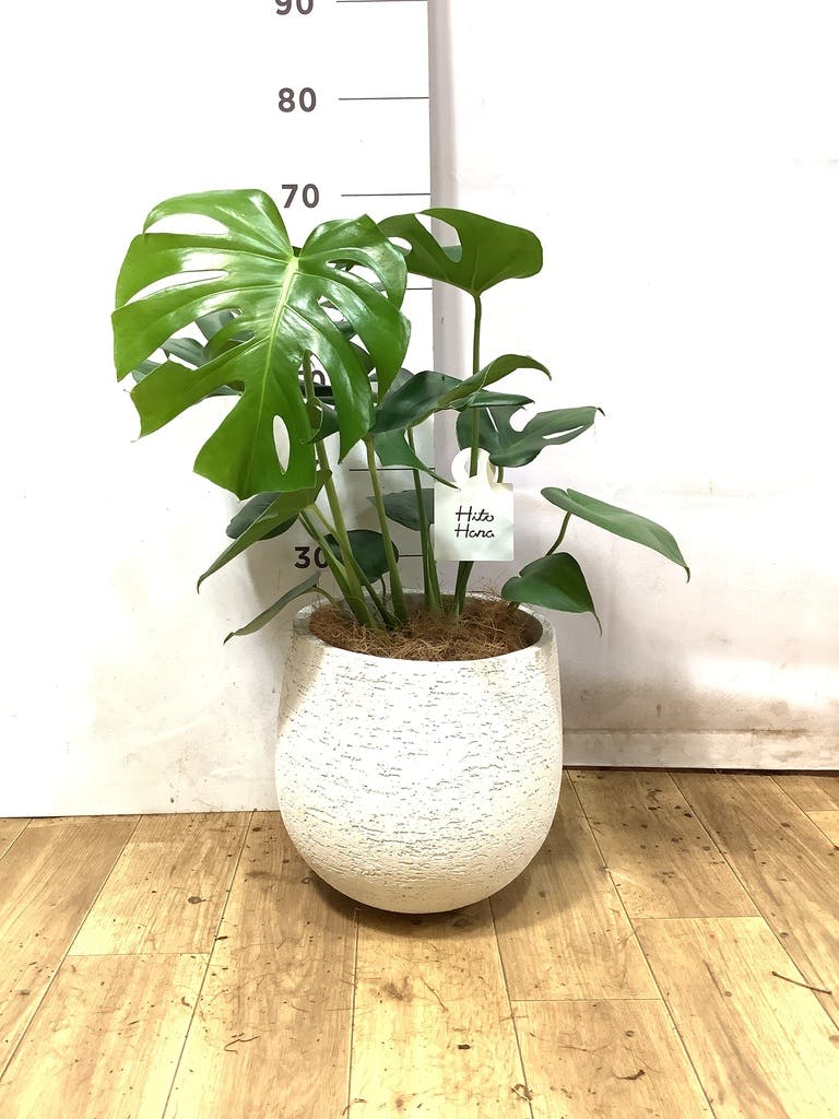 モンステラ 6号 | 観葉植物 | インテリアやギフトに - Hitohana（ひと